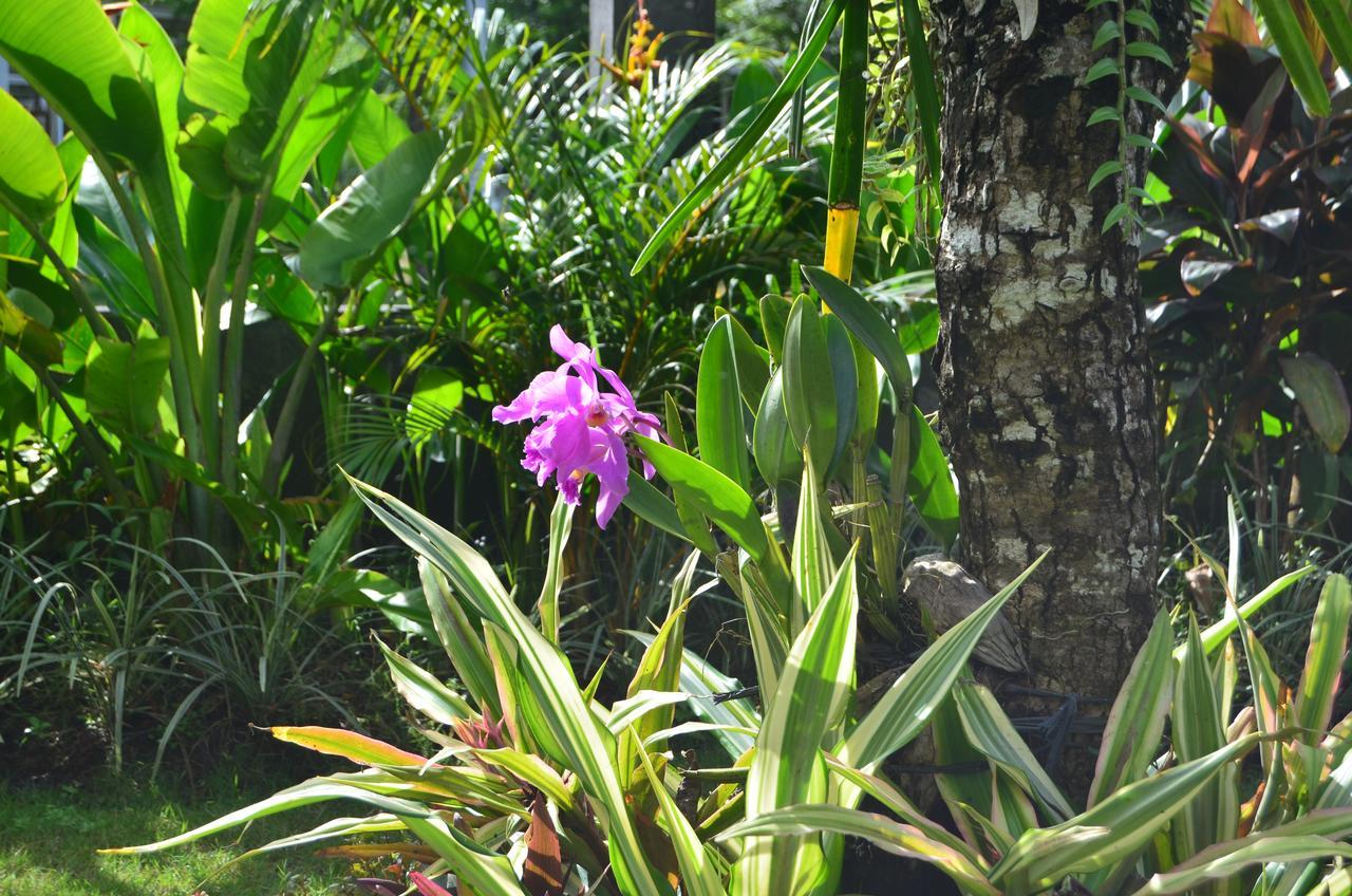 Beluran Serene Guesthouse Selemadeg Exterior foto